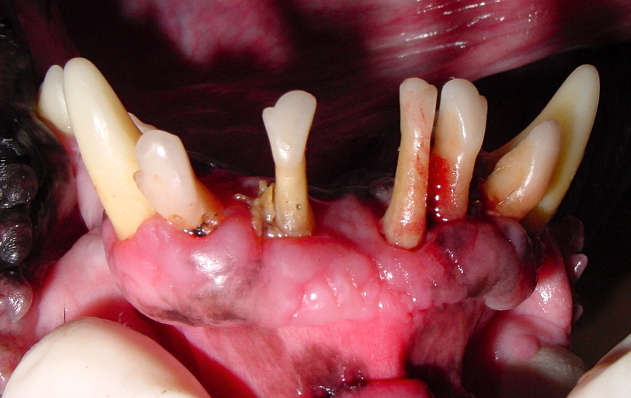 How to Treat Gingival Hyperplasia Veterinary Practice News